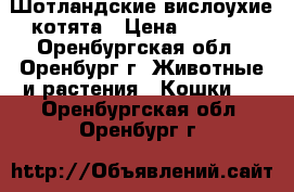 Шотландские вислоухие котята › Цена ­ 2 000 - Оренбургская обл., Оренбург г. Животные и растения » Кошки   . Оренбургская обл.,Оренбург г.